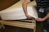 Can Bed Bugs Run Fast Can Bed Bugs Run Fast