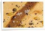 images of Bed Bugs Sg images of Bed Bugs Sg