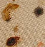 photos of Bed Bugs Delayed Reaction Bites photos of Bed Bugs Delayed Reaction Bites