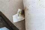pictures of Bed Bugs Oklahoma pictures of Bed Bugs Oklahoma
