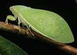 Bed Bugs Queensland images