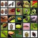 Bed Bugs Oklahoma Bed Bugs Oklahoma