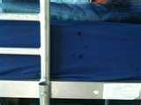 Bed Bugs Queensland pictures
