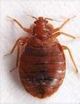 pictures of Bed Bugs Pyrethroid Resistance
