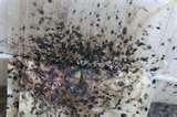 Bed Bugs Oklahoma Bed Bugs Oklahoma