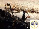 Bed Bugs Pyrethroid Resistance