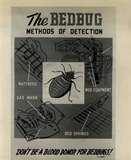 Bed Bugs 40s pictures