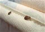 pictures of Bed Bugs Nj Hotels pictures of Bed Bugs Nj Hotels