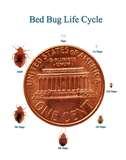 photos of Bed Bugs Where They Come From