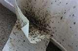Bed Bugs Oklahoma photos Bed Bugs Oklahoma photos