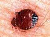 Bed Bugs Oklahoma Bed Bugs Oklahoma