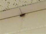 images of Bed Bugs Ceiling