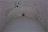 pictures of Bed Bugs Ceiling