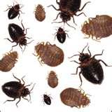 images of Bed Bugs Where They Come From