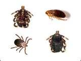 photos of Pictures Of Bed Bugs Types