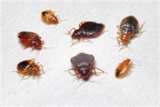 pictures of Bed Bugs Travel
