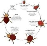 images of Pictures Of Bed Bugs How To Get Rid Of Bed Bugs