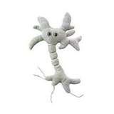 Bed Bugs Giant Microbes pictures