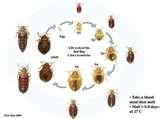 photos of Pictures Of Bed Bugs How To Get Rid Of Bed Bugs