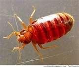 photos of Pictures Of Bed Bugs How To Get Rid Of Bed Bugs