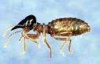 pictures of Bed Bugs Island Of Jamaica pictures of Bed Bugs Island Of Jamaica
