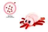 pictures of Bed Bugs Giant Microbes