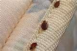 images of Bed Bugs Registry