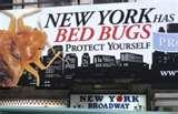 pictures of Bed Bugs Ottawa