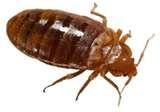 pictures of Bed Bugs Ottawa