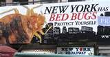 pictures of Bed Bugs Ottawa