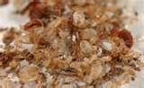 Bed Bugs Ottawa