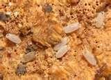 Bed Bugs Ottawa images