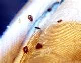 Bed Bugs Seattle images