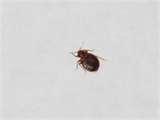 images of Bed Bugs In Utah