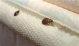 Bed Bugs Phoenix