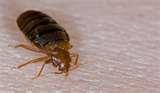 Bed Bugs Phoenix pictures