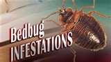 images of Bed Bugs San Diego