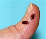photos of Bed Bugs Florida