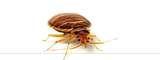 pictures of Bed Bugs Nj