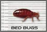 photos of Bed Bugs Florida