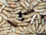 images of Bed Bugs Florida