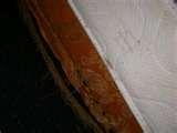 Bed Bugs Denver images