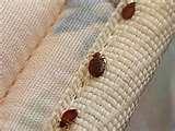 photos of Bed Bugs Phoenix