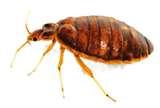 Bed Bugs San Francisco images