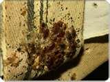 Bed Bugs In Chicago pictures