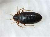 pictures of Bed Bugs San Francisco
