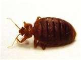 photos of Bed Bugs Denver