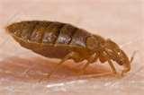 images of Bed Bugs Denver