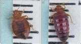 Bed Bugs Montreal pictures