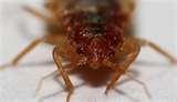 Bed Bugs Phoenix images